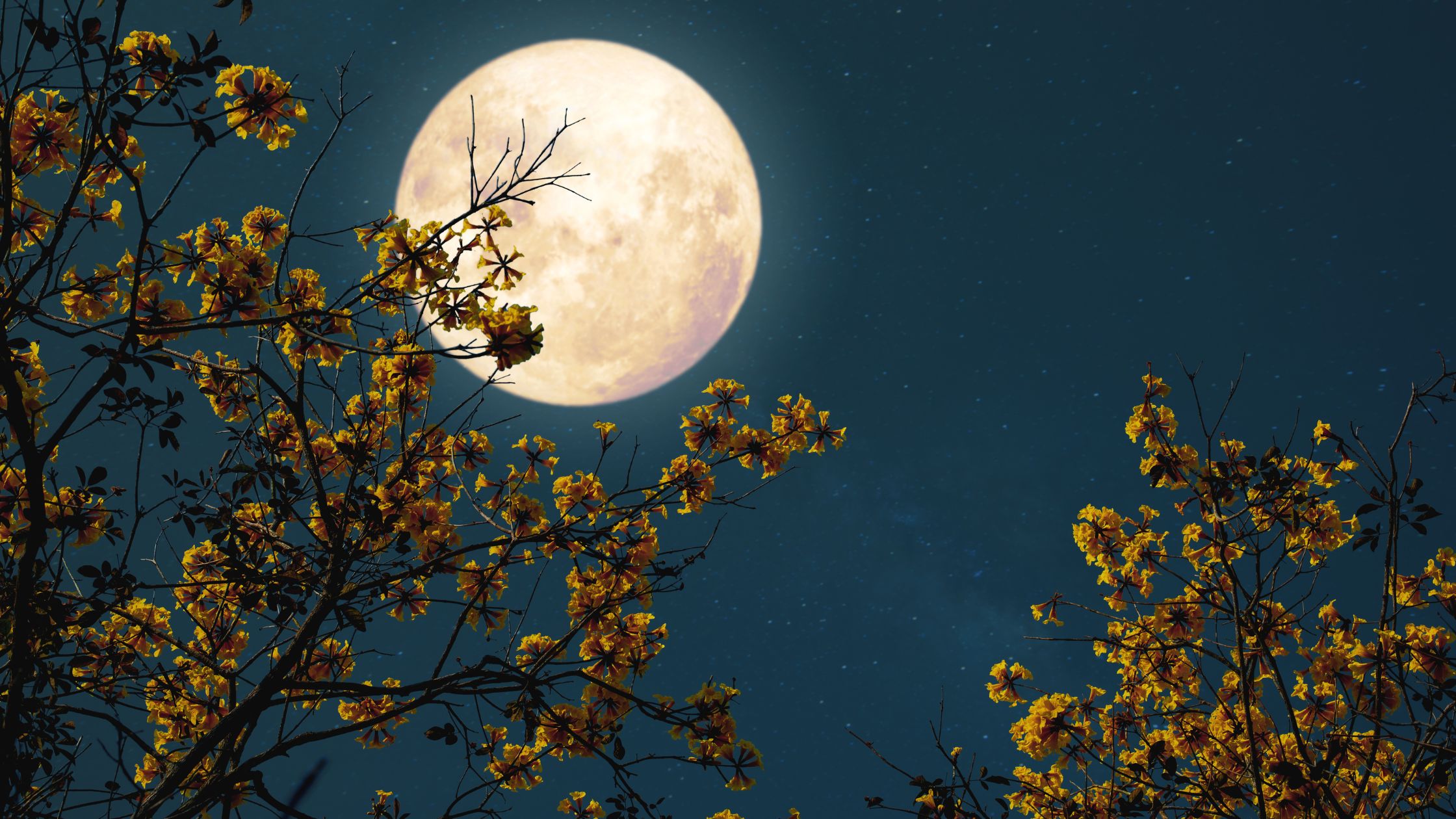 Für 3 Sternzeichen beginnt zum Vollmond am 24. April 2024 eine glückliche Phase