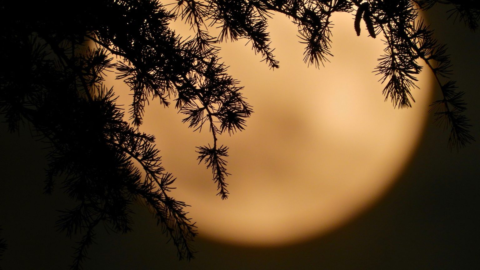 Vollmond Am 9 August Diese 4 Sternzeichen Starten Jetzt In Ein Neues Leben Verpasst Es Nicht - ici21xa