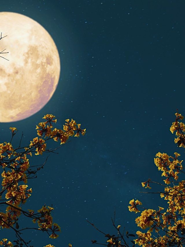 Vollmond am 10. Juli 2025: Für 3 Sternzeichen bringt dieser Tag seelische Heilung und eine längst überfällige Entschuldigung. Entdecke, wie Skorpion, Jungfrau und Löwe endlich Gerechtigkeit erfahren