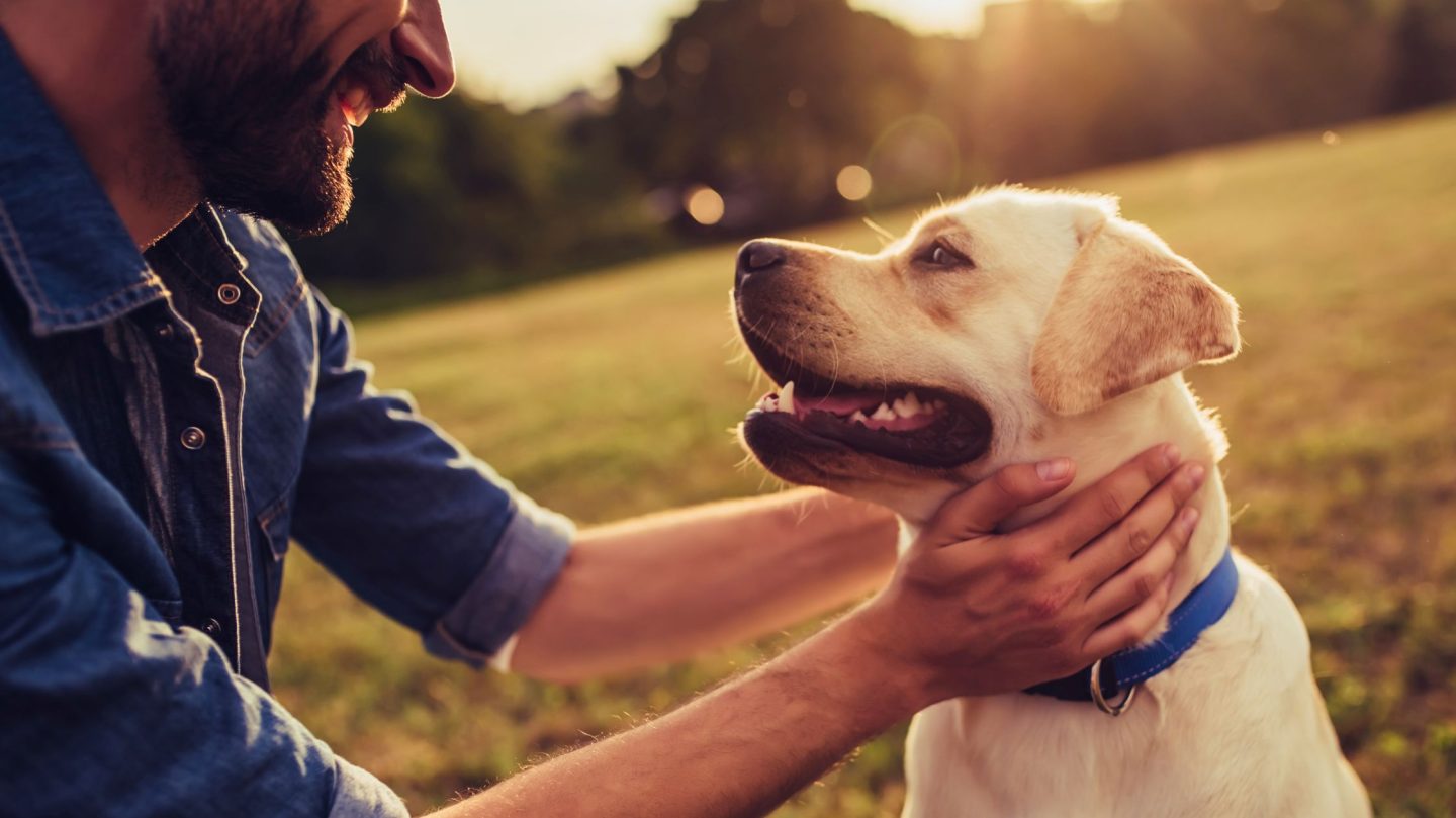 Warum dein Hund weiß, dass du krank bist - noch bevor du es merkst
