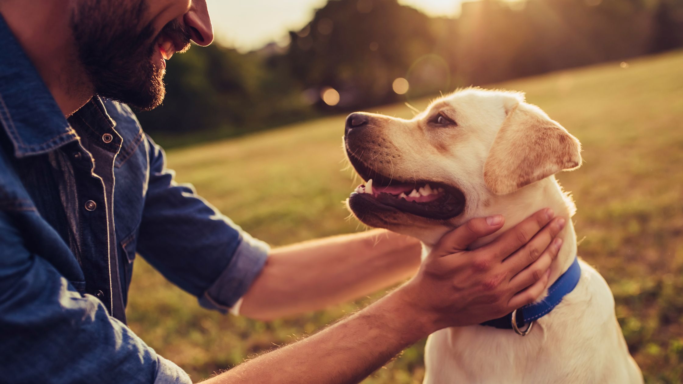 Warum dein Hund weiß, dass du krank bist - noch bevor du es merkst