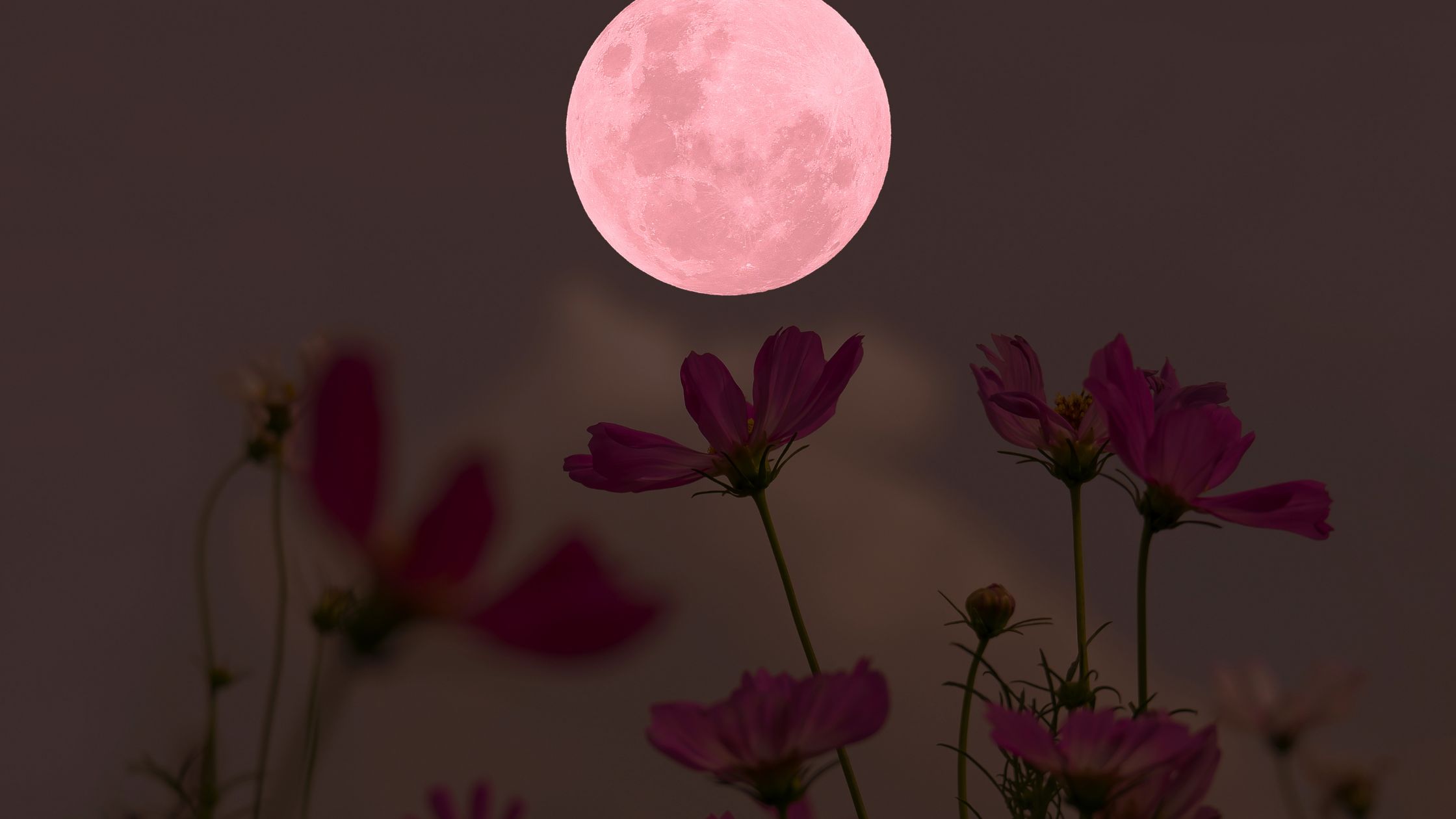 Horoskop für Freitag, den 24. April 2026 – Heute erkennst Du, dass Du nicht mehr zurückwillst